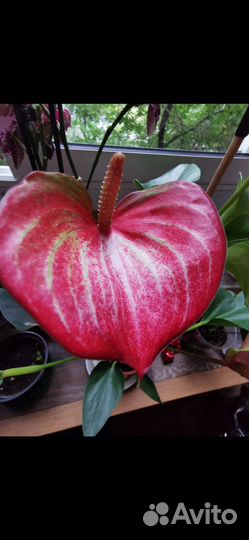 Антуриум Ливиум