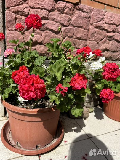 Герань пеларгония