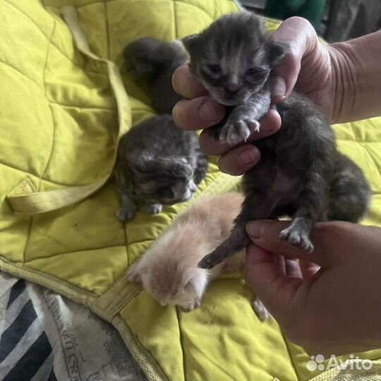 Котята Мей Куна и британца, обычные 2 котенка