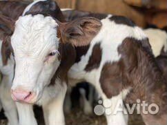 Бычкиии телочки