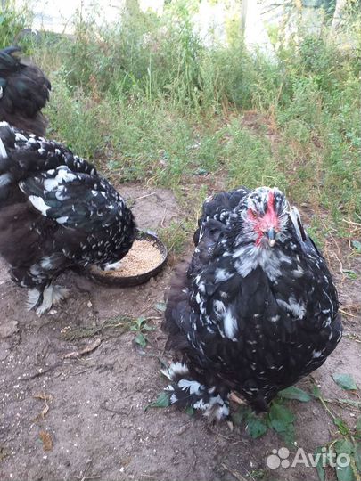 Мраморные кохинхины семья.Мясо-яичная порода.1 год