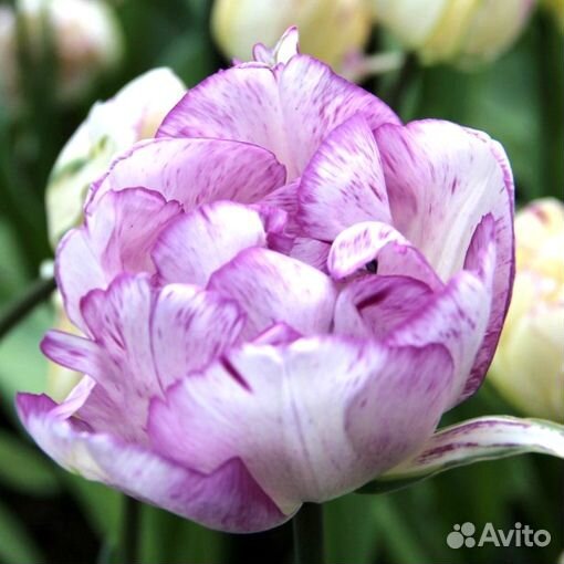 Набор «Поздние сорта тюльпанов»