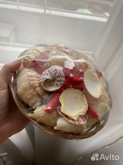 Набор ракушек