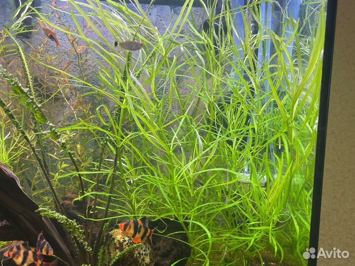 Погостемон