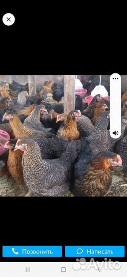 Курочки доминанты