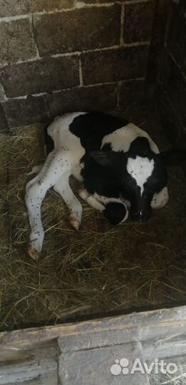 Продам бычка