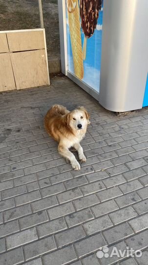 Найдена собака