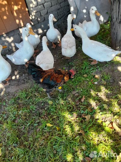 Молодые петушки