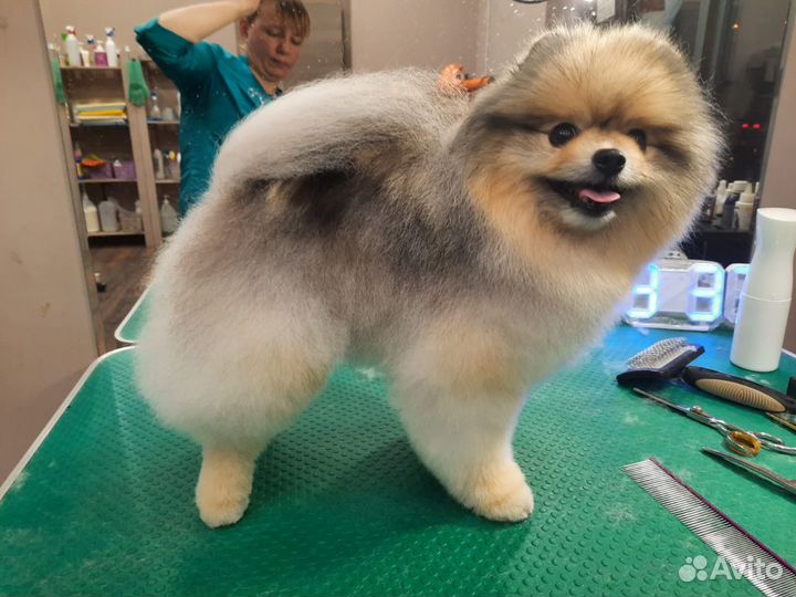 Грумер. Стрижка собак, кошек. чистка зубов-гигиена