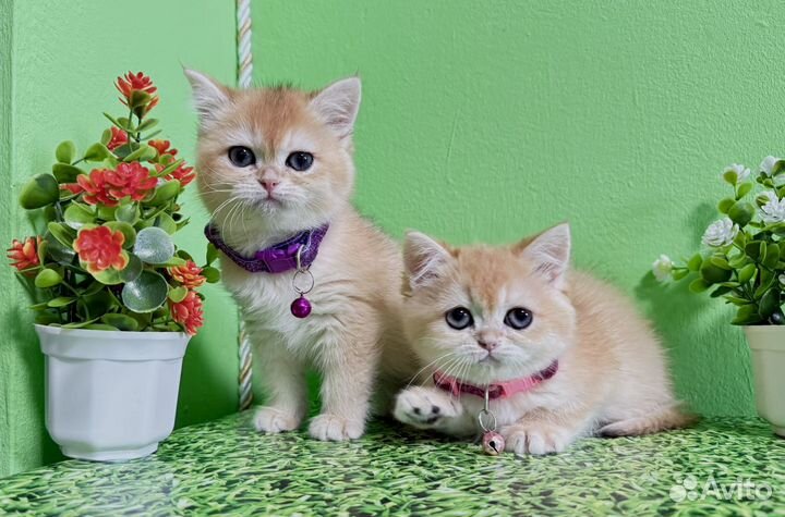 Британские золотые малышки