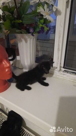 Котенок в добрые ручки