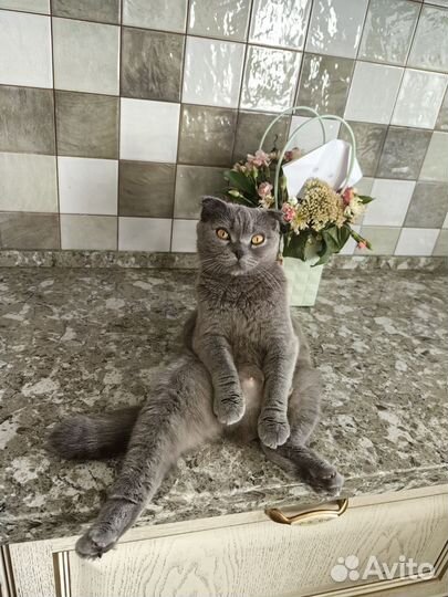 Котята вислоухие