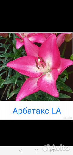 Лилии луковицы 4 сорта