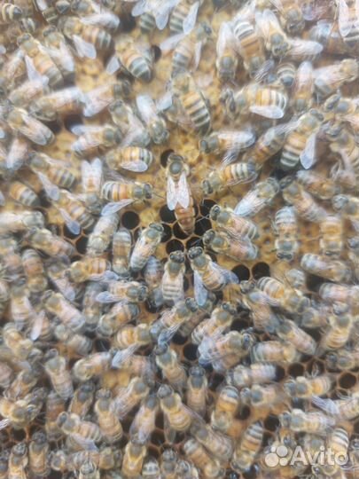 Пчелы,пчелосемьи,пчелопакеты