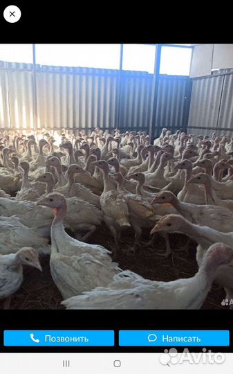 Индюки самцы