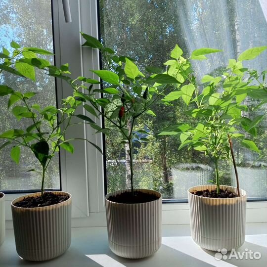 Острый домашний перец