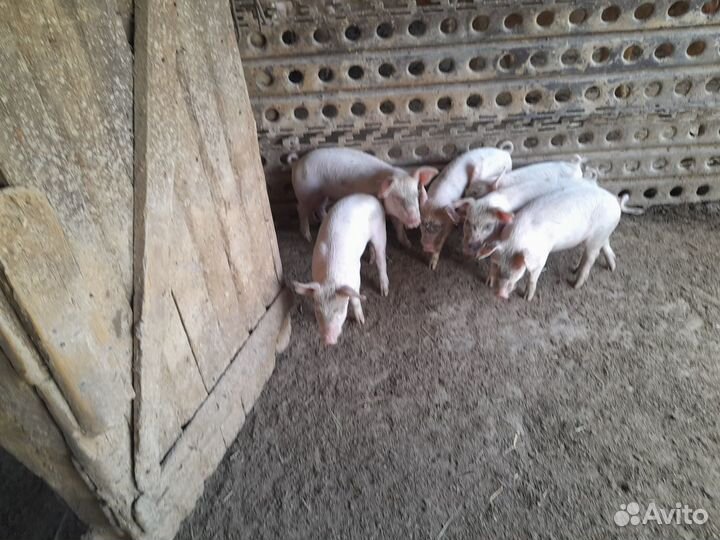 Поросята ландрас