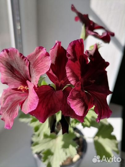 Пеларгония герань королевская крупноцветковая