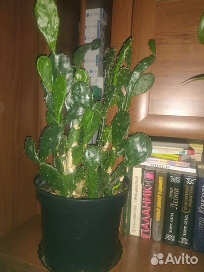 Комнатные цветы