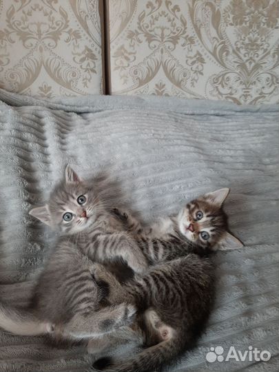 Котята в хорошие руки.Девочка и два мальчика