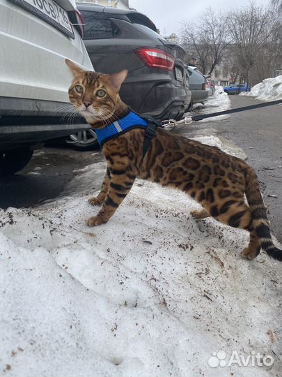 Бенгальский кот вязка