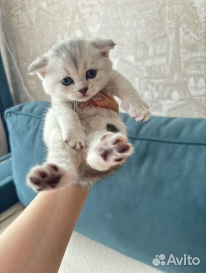 Котенок шиншилла