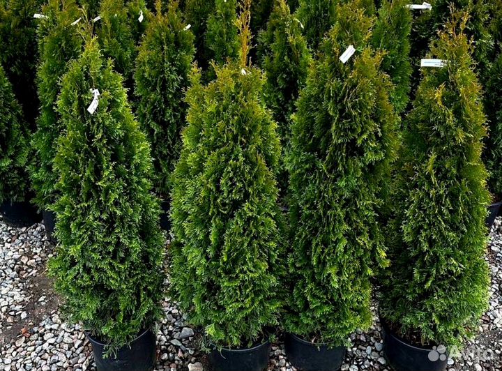 Туя брабант черенки оптом