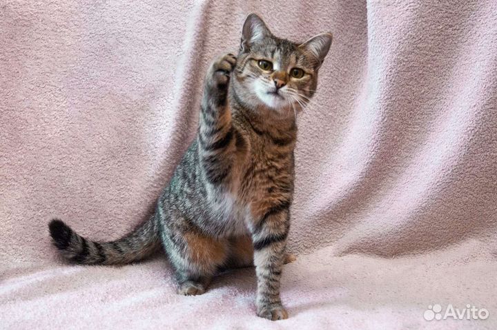 Котёнок, тигровая малышка Джерри ищет семью