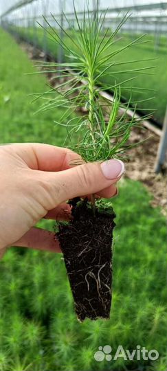 Сеянцы ели зкс опт