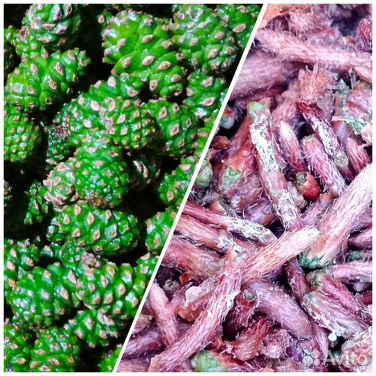 Сосновые шишки и почки