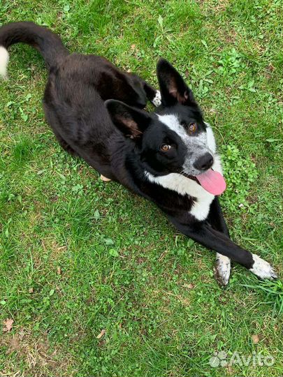 Девочка собачка в дар