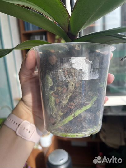 Орхидея фаленопсис