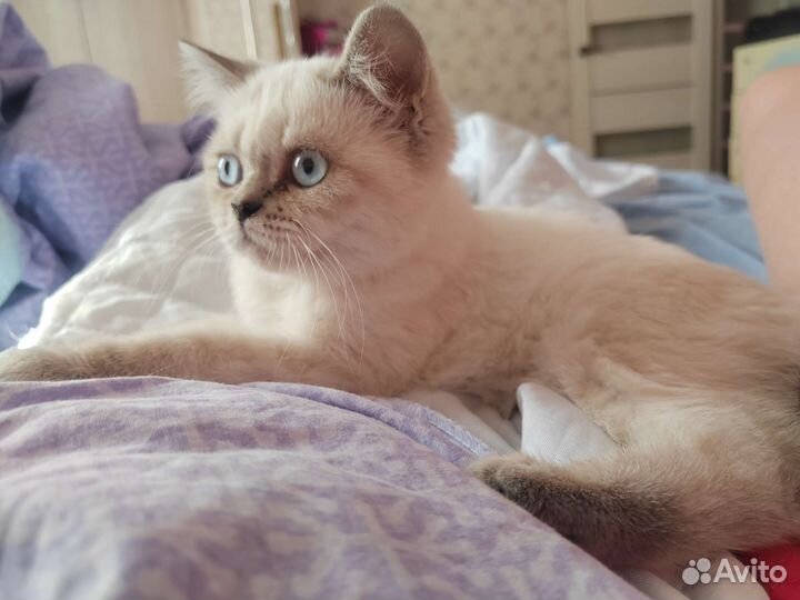 Шотландская кошечка окрас Блю поинт