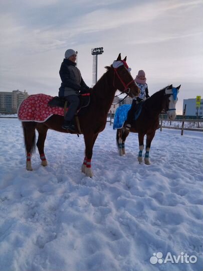 Новогодние Попоны для лошади