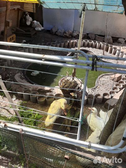 Утята индоутки