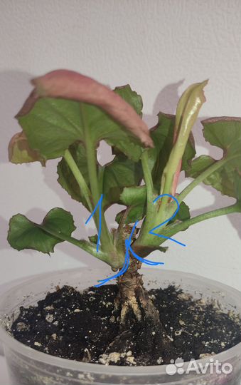 Сингониумы редкие сортовые