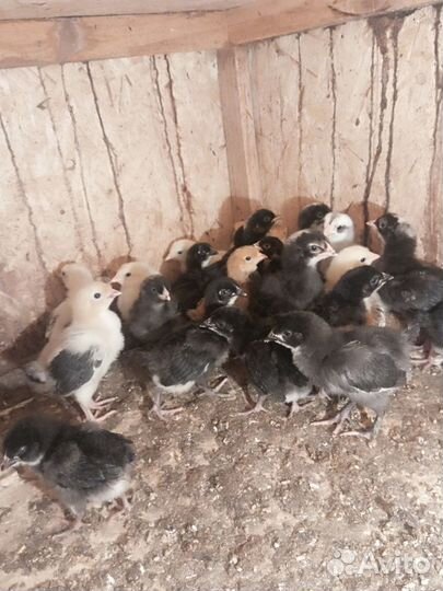 Цыплята несушки подрощенные