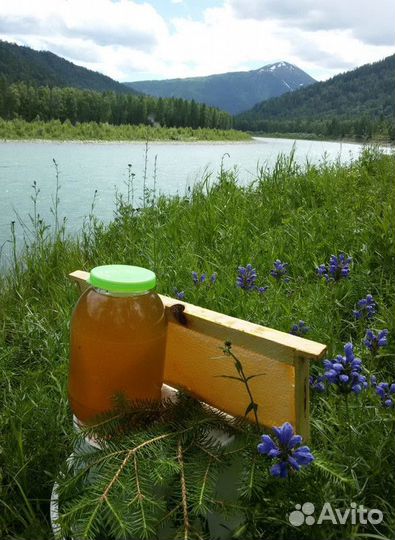 Свежий таежный мед оптом