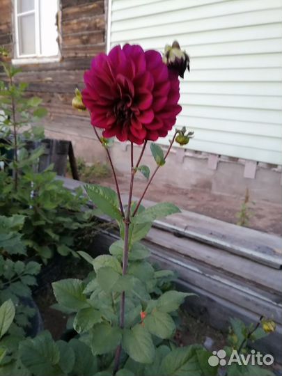 Георгины кустом на осень