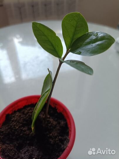 Замиокулькас. Побег от укорененного листа