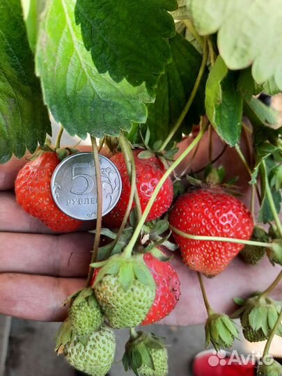 Саженцы плодовых деревьев