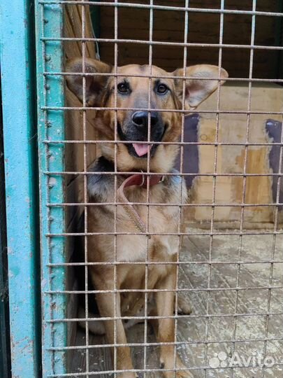 Забава наша радость и боль