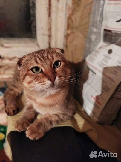 Вислоухий котик в добрые руки