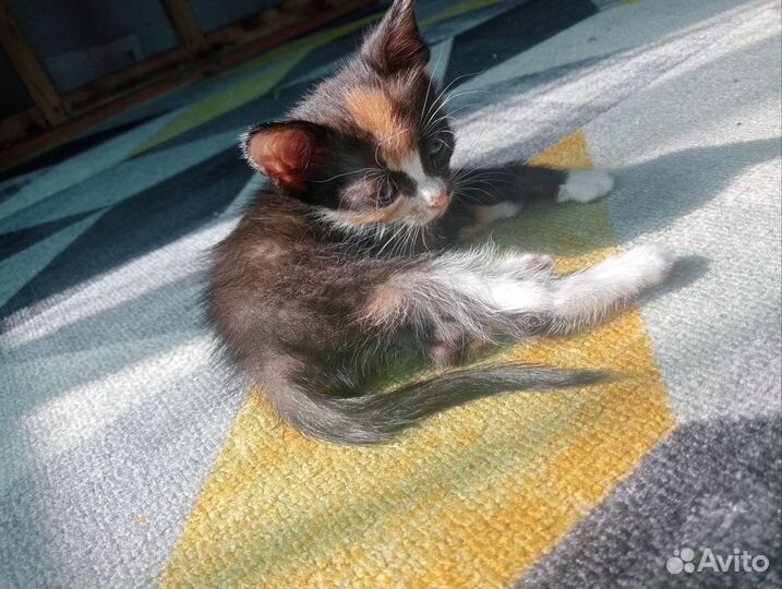 Кошка сфинкс бесплатно