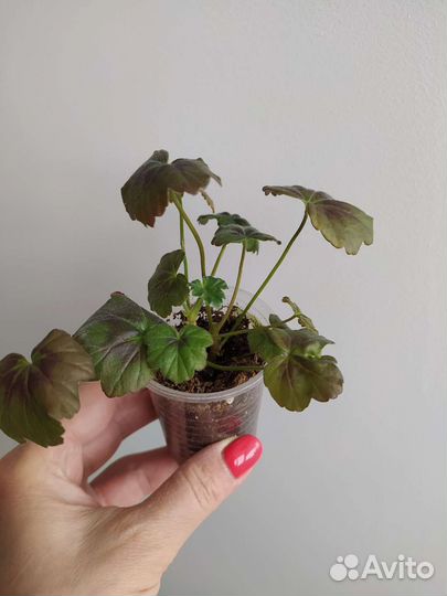 Пеларгонии сортовые