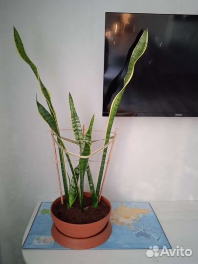 Кодиеум и фикус бенджамина