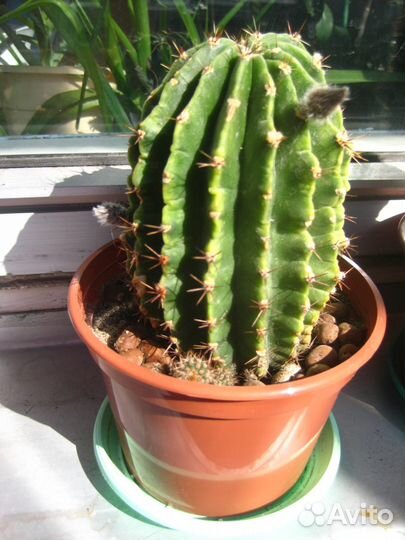 Кактусы (цветущие)