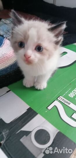 Сиамские котята бесплатно