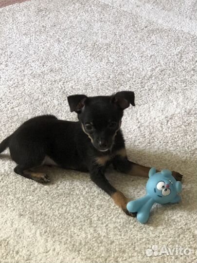 Собака мини той-терьер