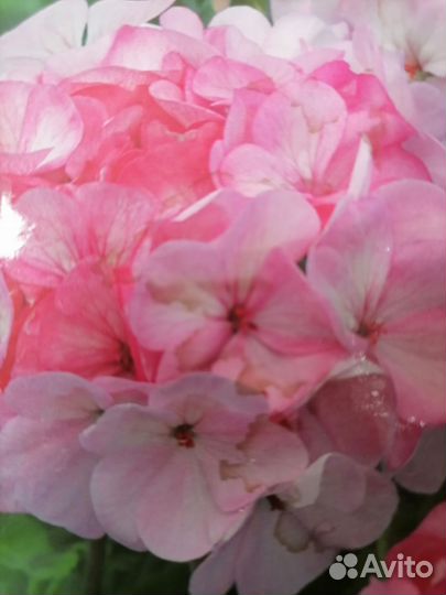 Герань пеларгония